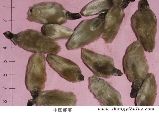 辛夷 - 图片2