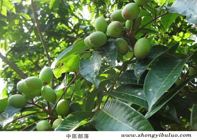 青果 - 图片3
