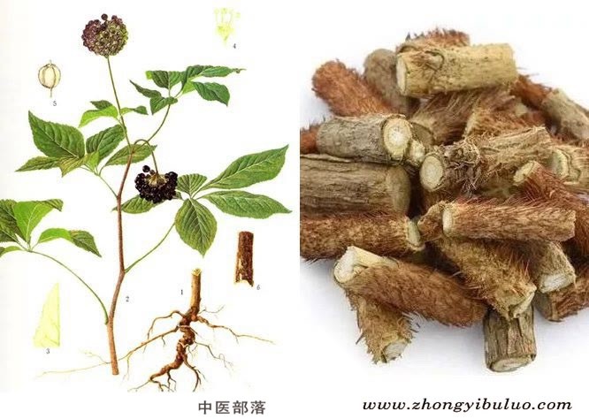 刺五加 - 图片2
