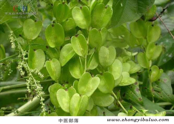 穿山龙 - 图片3