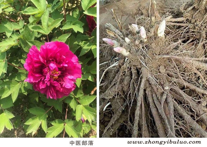 牡丹皮 - 图片3
