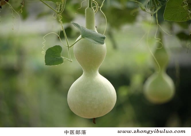 葫芦 - 图片3