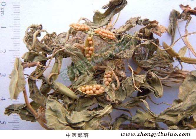 紫花地丁 - 图片2