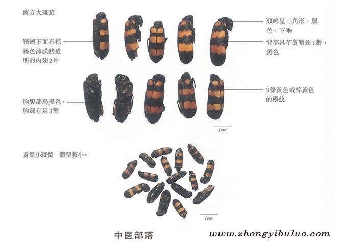 斑蝥 - 图片3