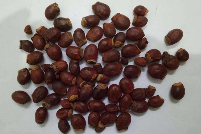 荔枝核