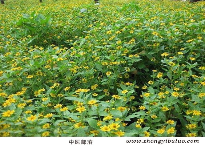 菊花 - 图片3