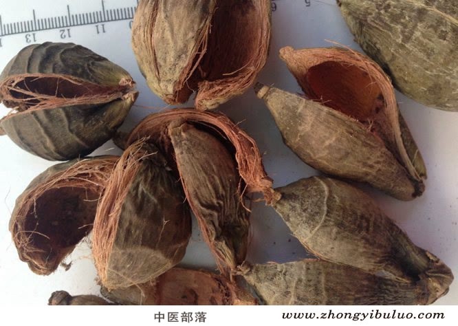 大腹皮 - 图片2