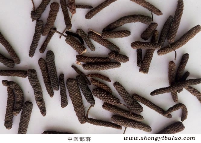 荜茇 - 图片2