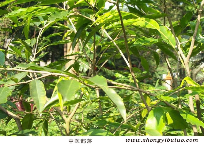 沉香 - 图片3