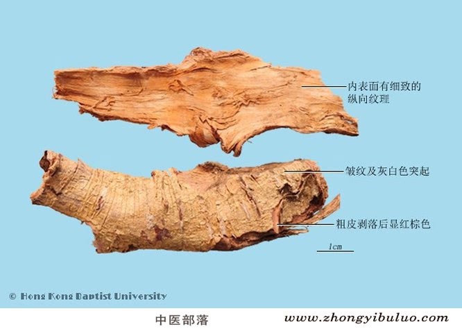 土荆皮 - 图片2