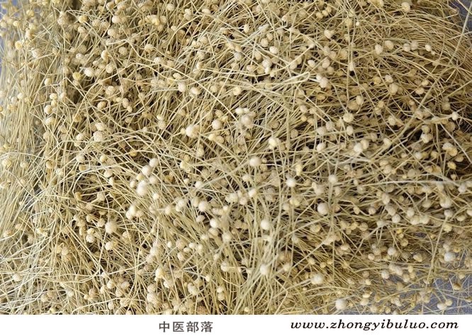 谷精草 - 图片2