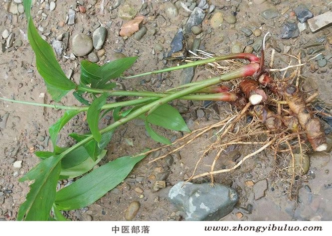 高良姜 - 图片3
