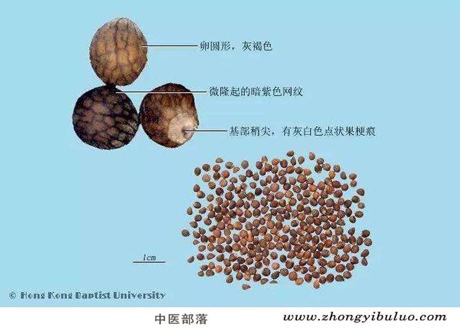 紫苏子 - 图片2