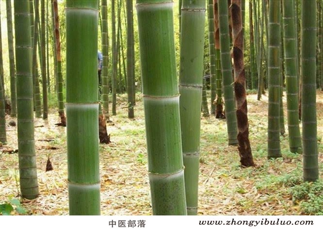 竹沥 - 图片3