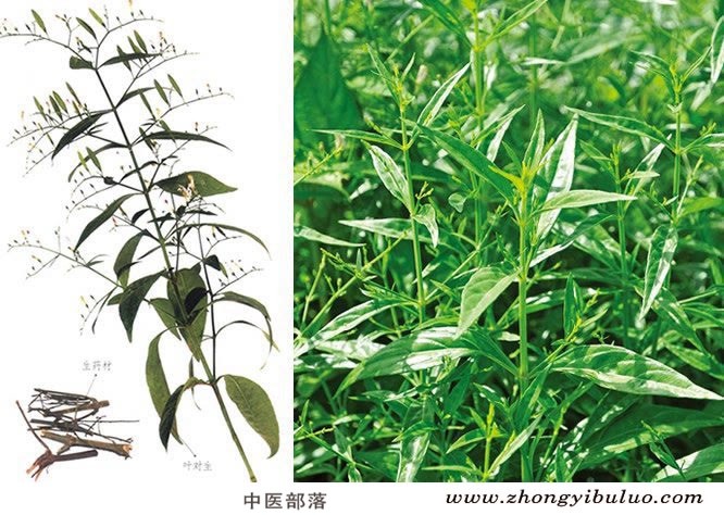 穿心莲 - 图片3