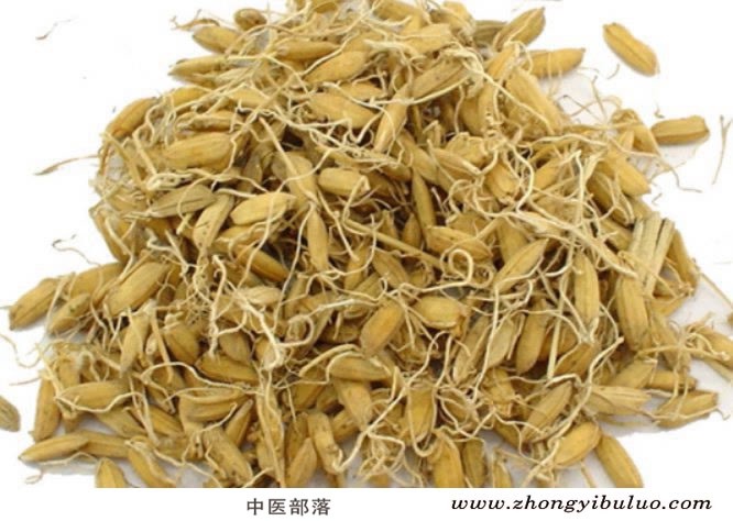 稻芽 - 图片2