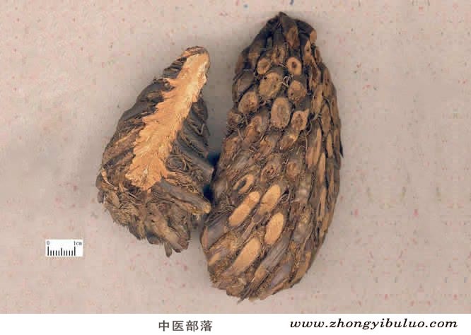 贯众 - 图片2