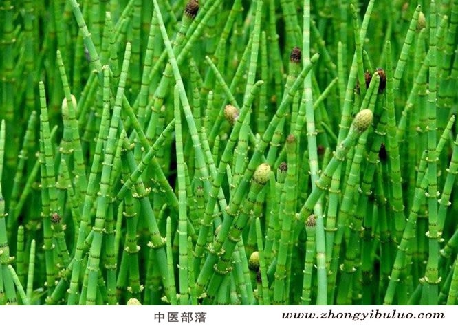 木贼 - 图片3