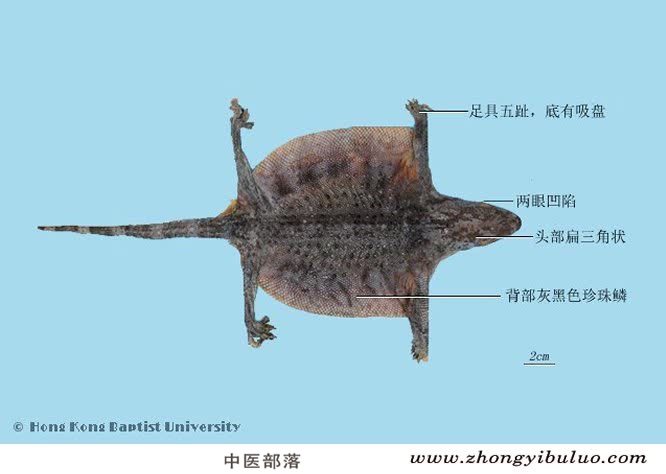 蛤蚧 - 图片2