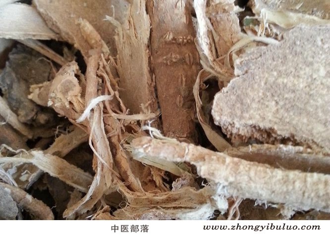 椿皮 - 图片2