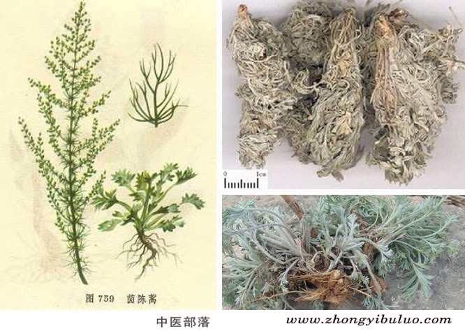 茵陈 - 图片2