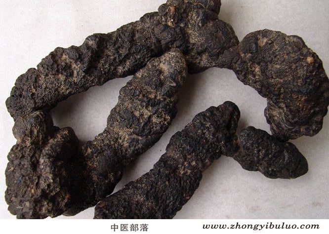 猪苓 - 图片3