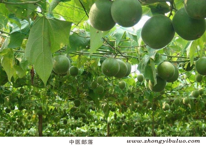 罗汉果 - 图片3