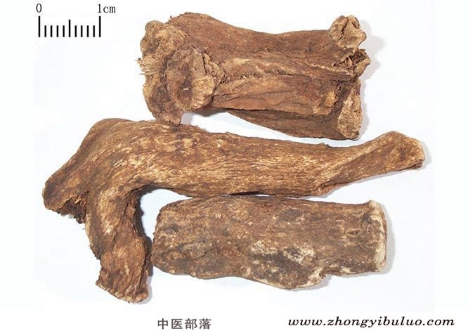 木香 - 图片2
