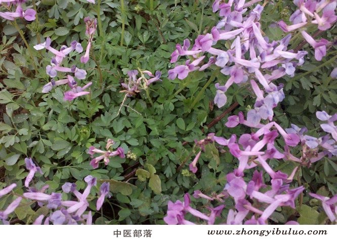 延胡索 - 图片3