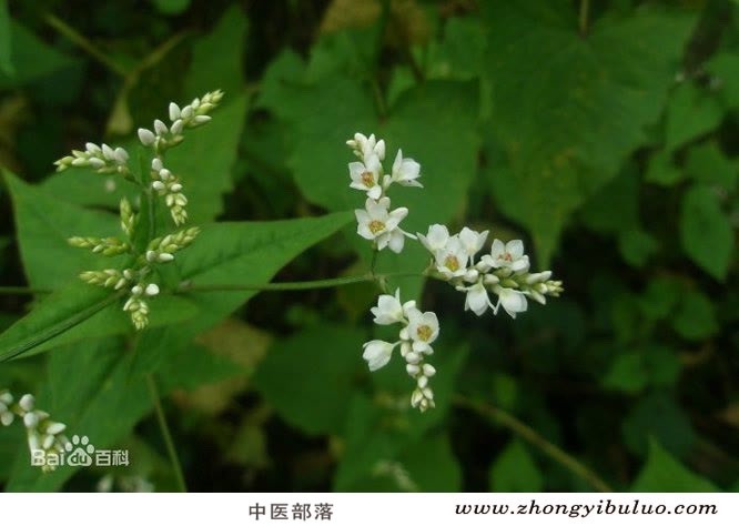 金荞麦 - 图片3