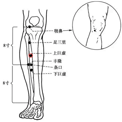上巨虚