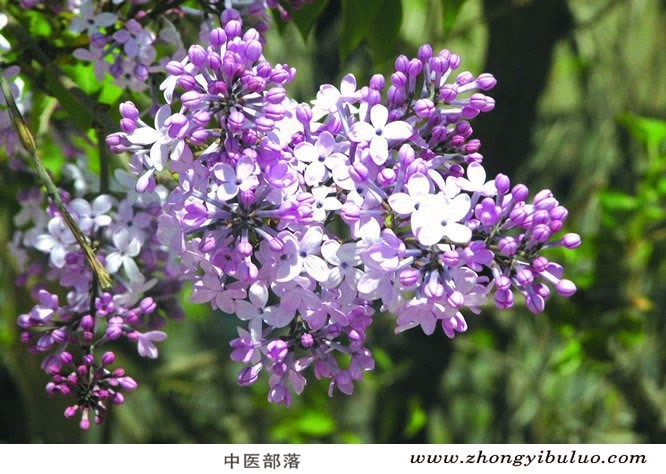 丁香 - 图片3