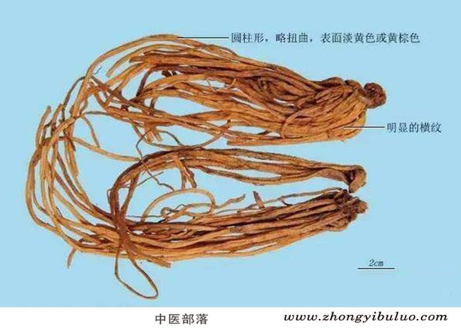 龙胆 - 图片2