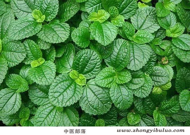 薄荷 - 图片3