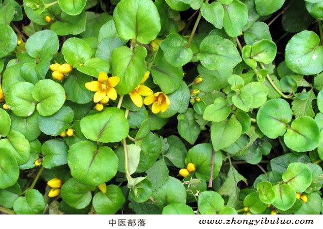 金钱草 - 图片3