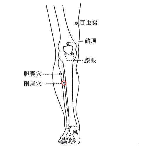 阑尾