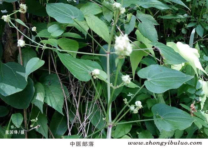 茜草 - 图片3