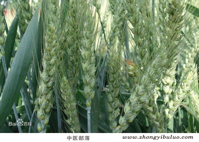 麦芽 - 图片3