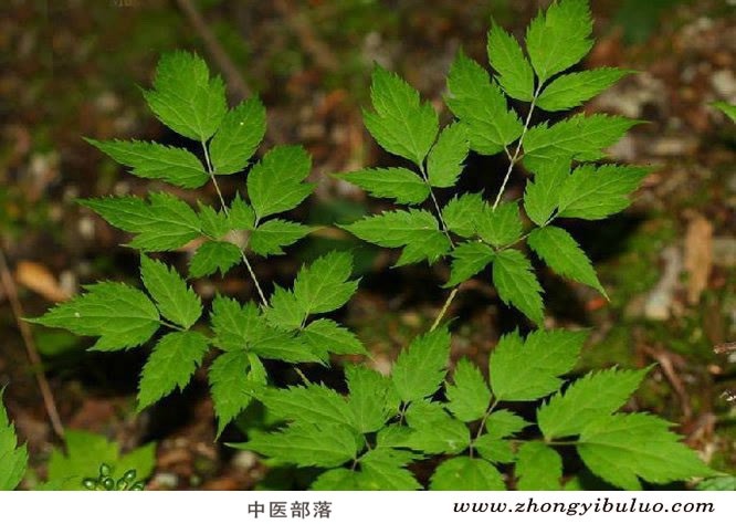 升麻 - 图片3