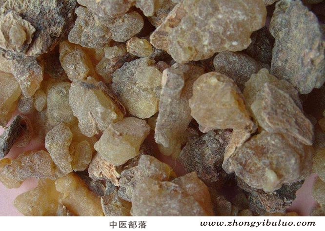 乳香 - 图片3