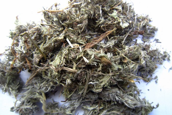 茵陈