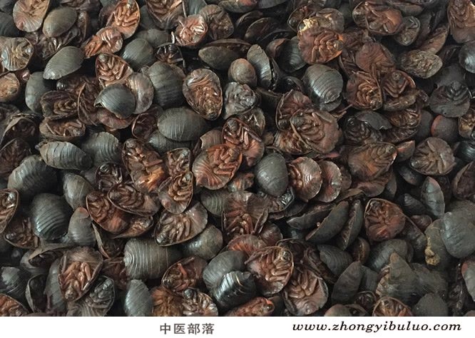 土鳖虫 - 图片2