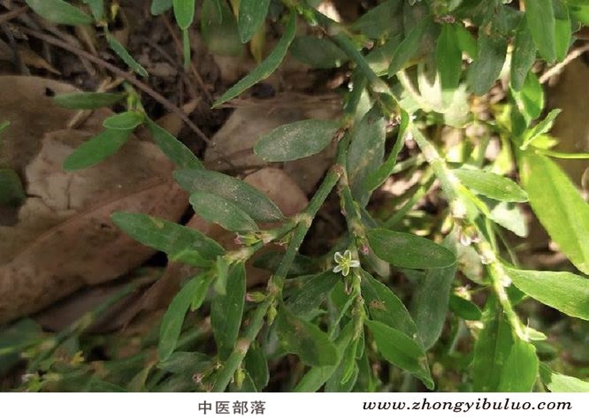 萹蓄 - 图片3