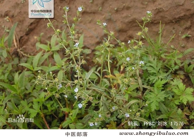鹤虱 - 图片3
