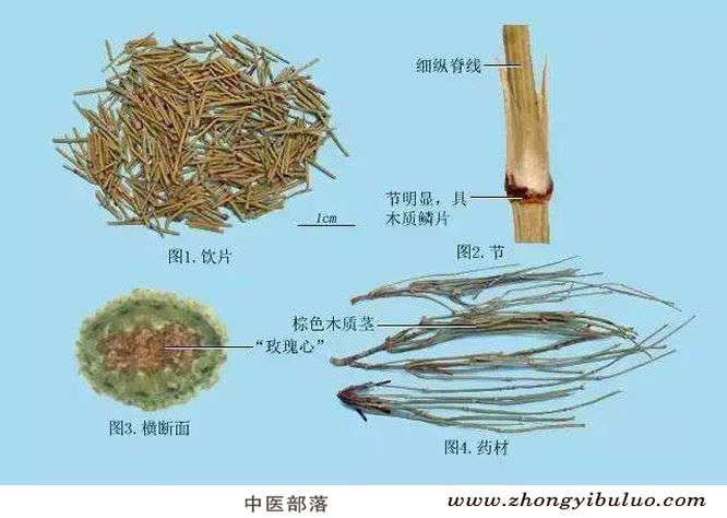 麻黄 - 图片2