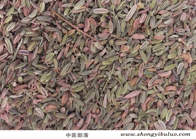 小茴香 - 图片2