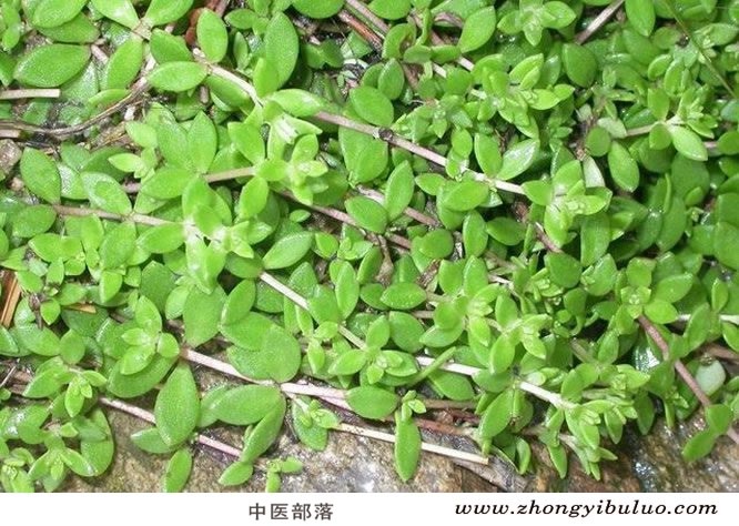 垂盆草 - 图片3