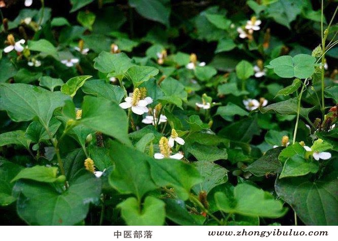 鱼腥草 - 图片3
