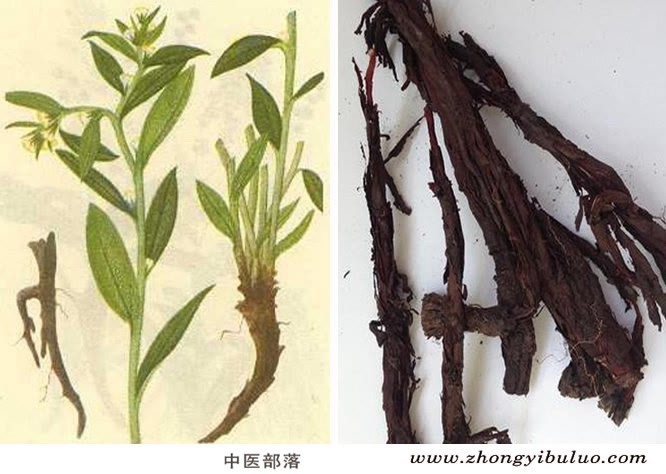 紫草 - 图片3
