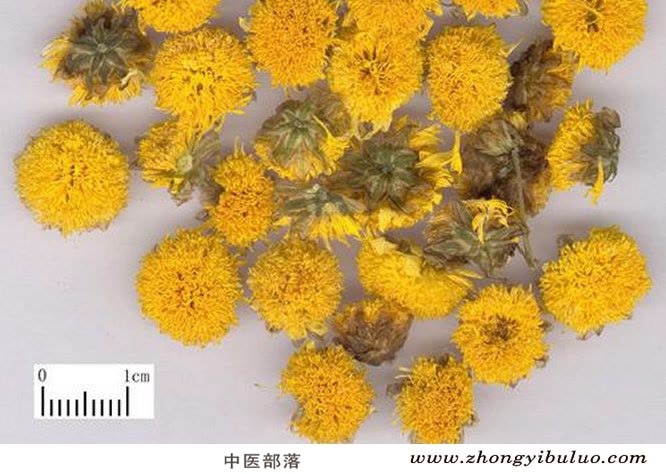 菊花 - 图片2